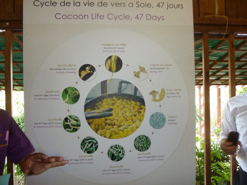 Poster - Life Cycle of the Silk Worm