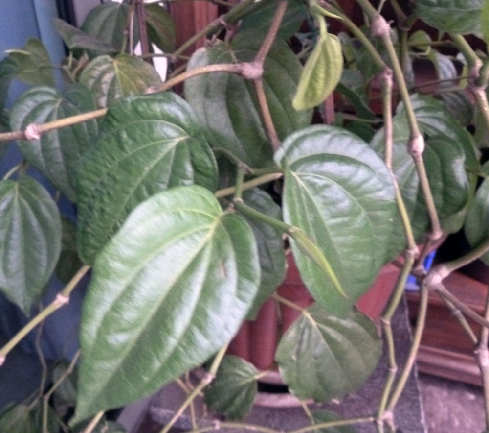 Betel Leaf Potted Plant