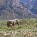 African Elephant at the Safari